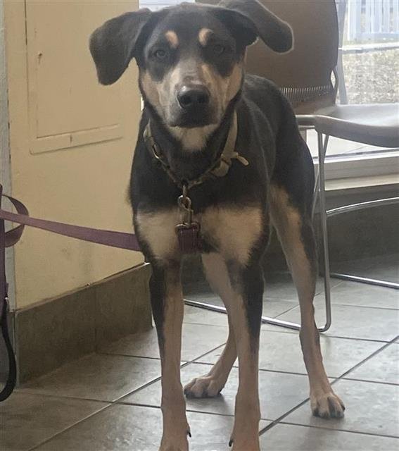 BOOTS - Labrador Retriever available for adoption