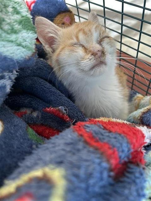 WESTIE - Domestic Short Hair available for adoption