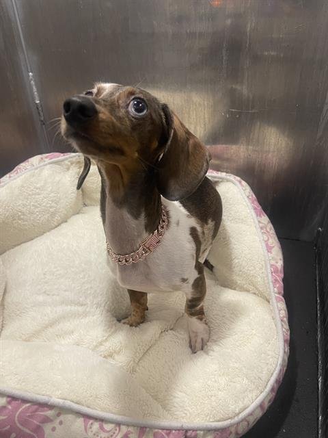 RUCA - Dachshund available for adoption