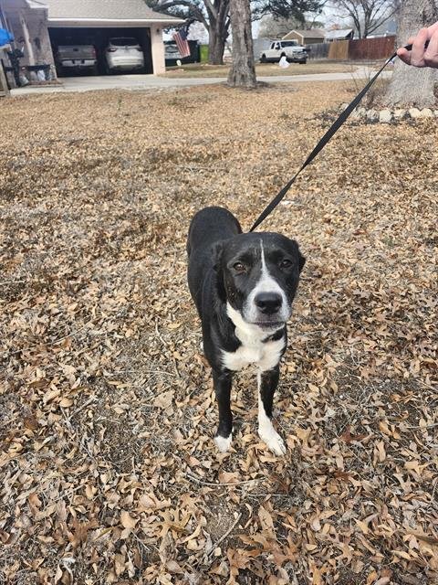 BUDDY - Labrador Retriever available for adoption