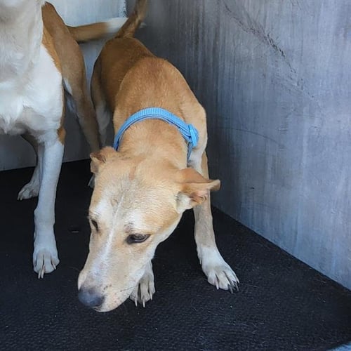 ARIES - Terrier available for adoption