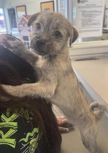 SPARKLE - Terrier available for adoption