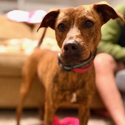 BARBIE - Black Mouth Cur available for adoption