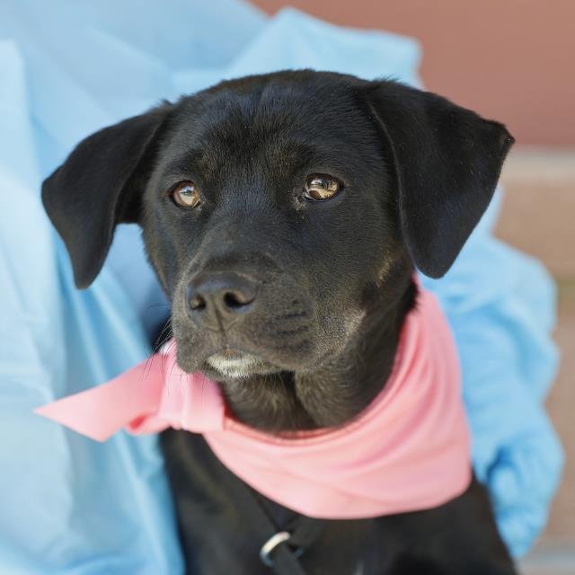 ROSE - Labrador Retriever available for adoption