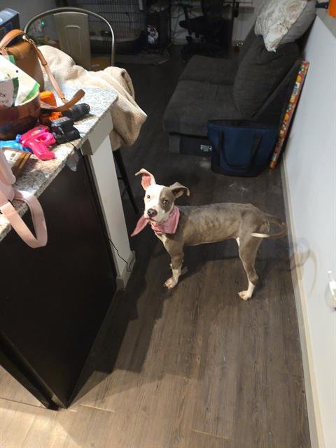 WINNIE - Terrier available for adoption