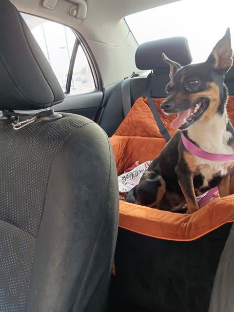 SOURDOUGH - Chihuahua available for adoption