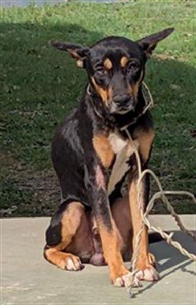 AZRAEL - Doberman Pinscher available for adoption