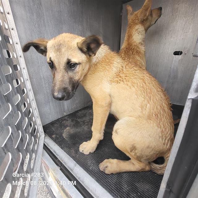 SPIKE - Rhodesian Ridgeback available for adoption