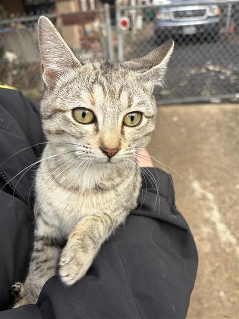 ARROZ - Domestic Short Hair available for adoption