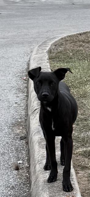 FLOWER - American Staffordshire Terrier available for adoption