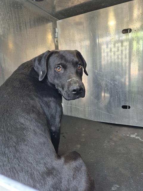 UPUP ANAWAY - Labrador Retriever available for adoption