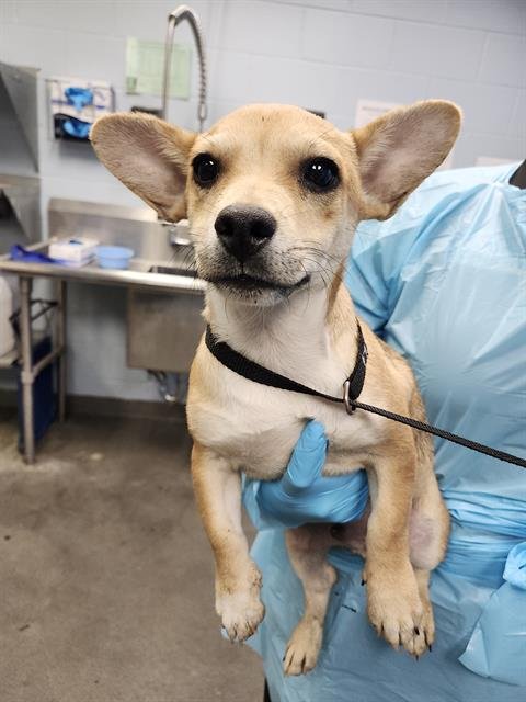 ANGELO - Terrier available for adoption