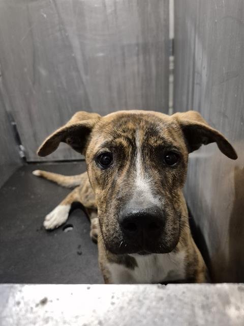 BRUNO - American Staffordshire Terrier available for adoption