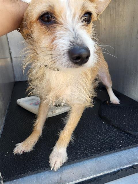 RUBY - Terrier available for adoption