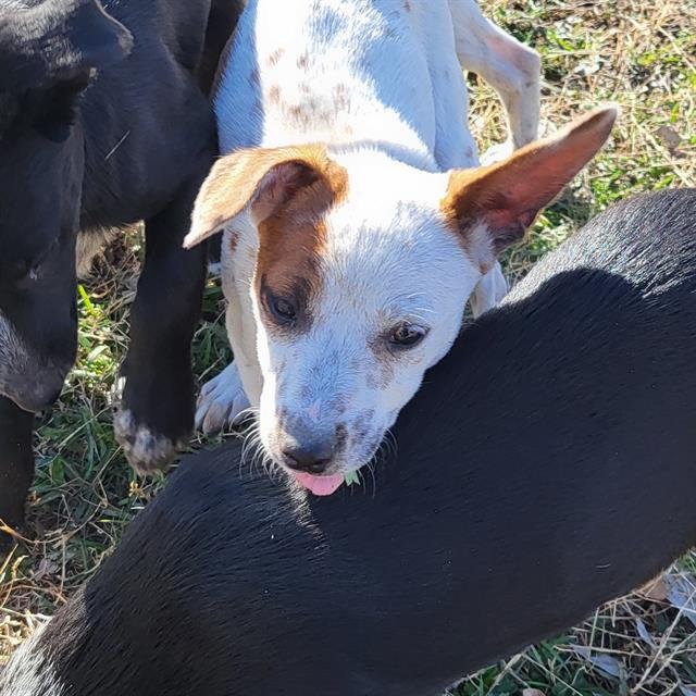 BISCOFF - Terrier available for adoption