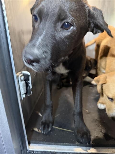 BUTTERCUP - Labrador Retriever available for adoption