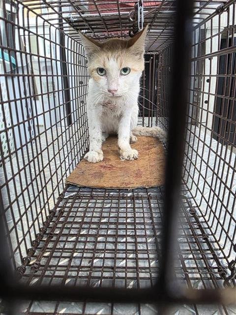 TROOPER - Domestic Short Hair available for adoption