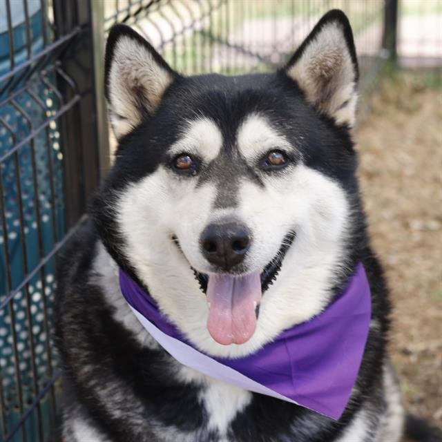 SASHA - Husky available for adoption