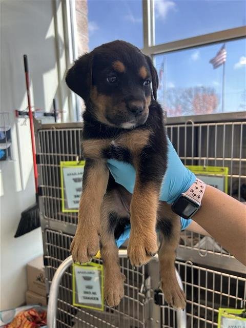 PUP 2 - Rottweiler available for adoption