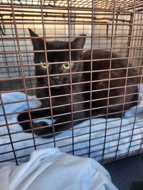 A802215 - Domestic Short Hair available for adoption