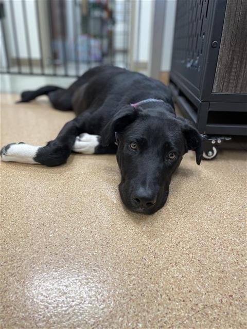 BRUCE - Labrador Retriever available for adoption