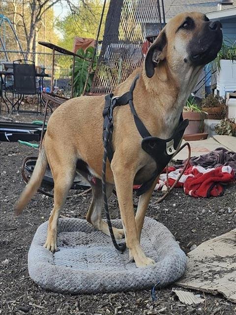 TANK - Black Mouth Cur available for adoption