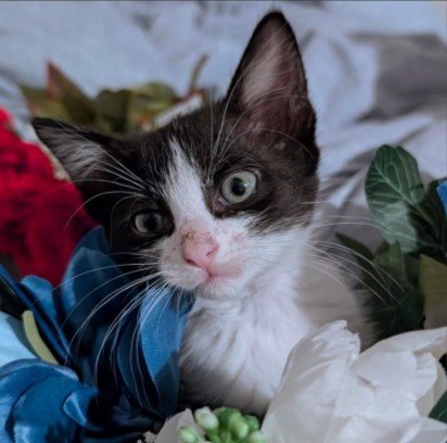 BAGEL - Domestic Short Hair available for adoption