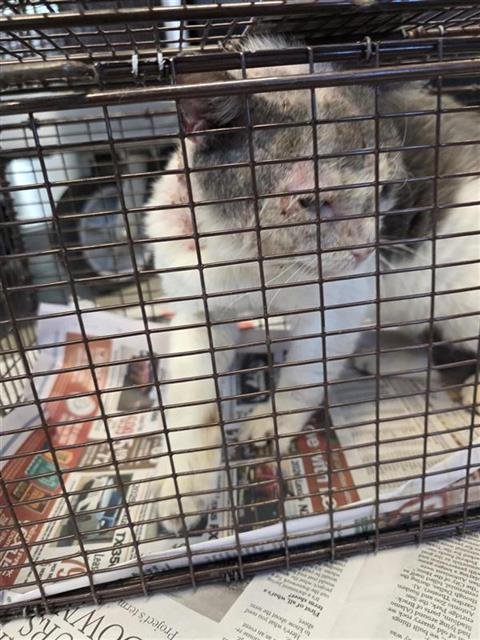 TOM CAT - Domestic Short Hair available for adoption