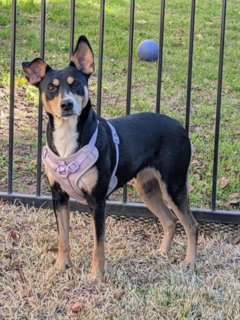 SUSUKI - Australian Kelpie available for adoption