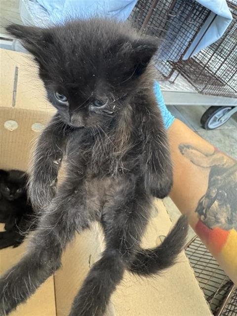 A802763 - Domestic Short Hair available for adoption