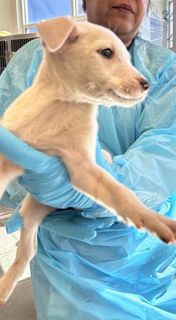 AUSTIN - Beagle available for adoption