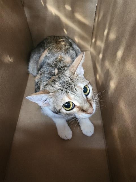 SHERRY - Domestic Short Hair available for adoption