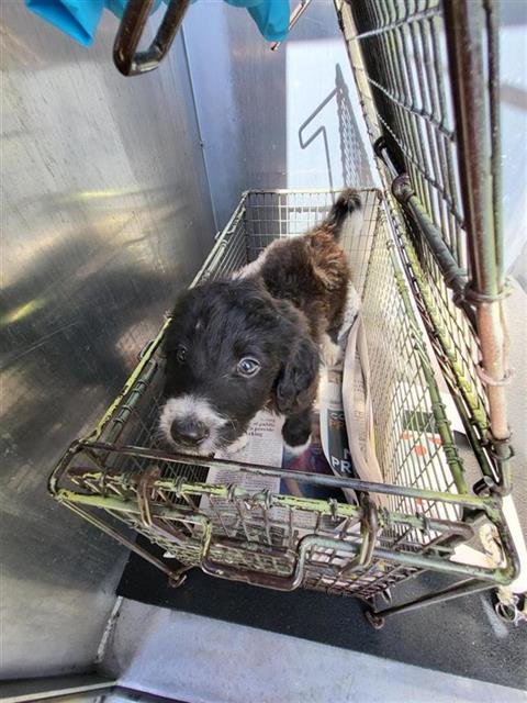 STEFANO - Poodle (Miniature) available for adoption