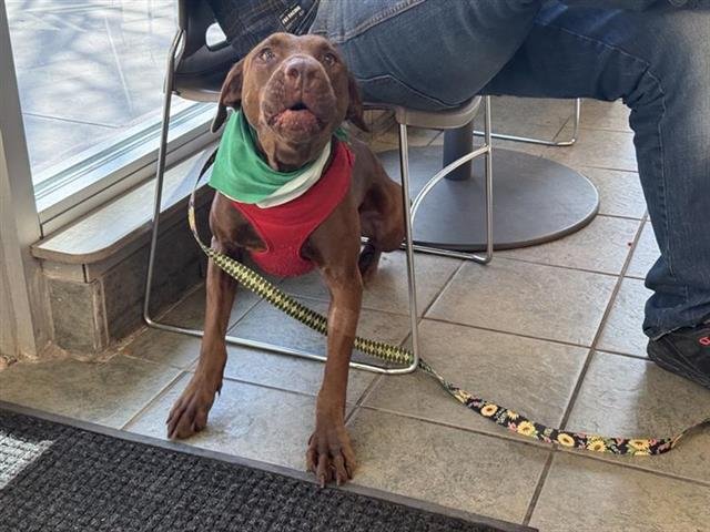 ZERAPHINA - Labrador Retriever available for adoption