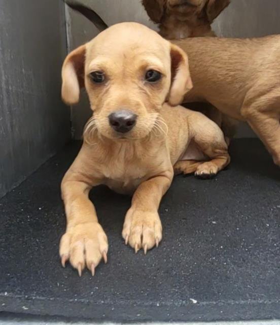 TAMMY - Chihuahua available for adoption