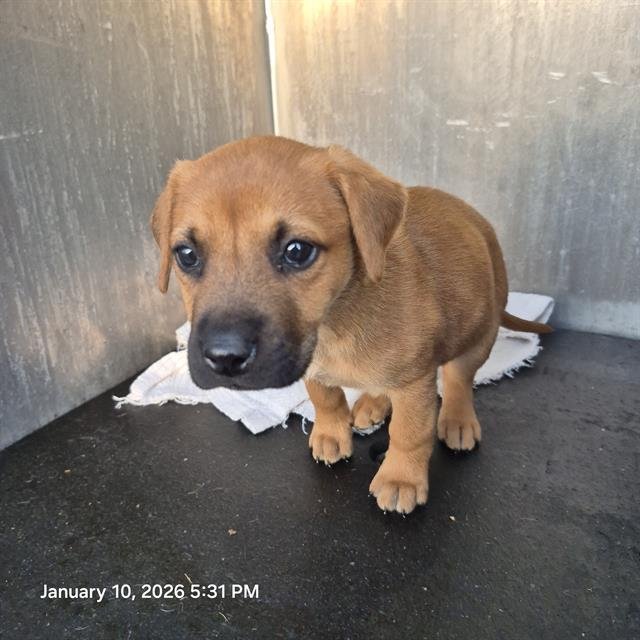 AURORA - Labrador Retriever available for adoption