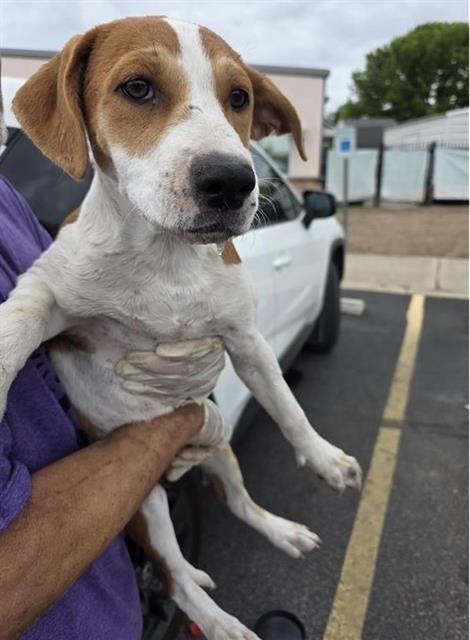 TULIP - Labrador Retriever available for adoption