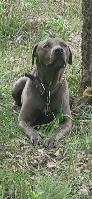 BUBBA - American Staffordshire Terrier available for adoption