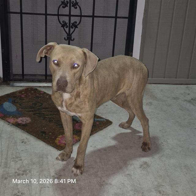 ROSCOE - Labrador Retriever available for adoption