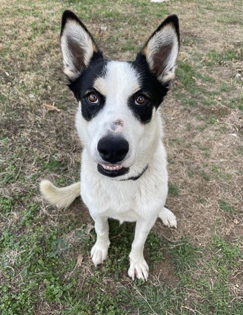 SPADE - Australian Cattle Dog/Blue Heeler available for adoption