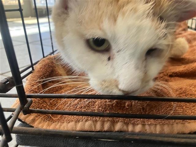 WERO - Domestic Short Hair available for adoption