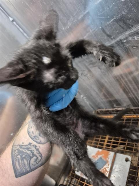 VEGGY - Domestic Short Hair available for adoption