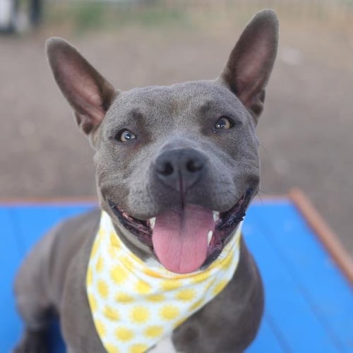 SIENNA - American Staffordshire Terrier available for adoption