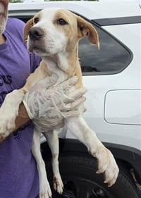 JELLY BEAN - Photo 1