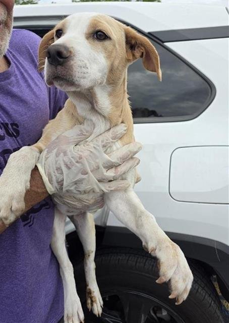 JELLY BEAN - Labrador Retriever available for adoption