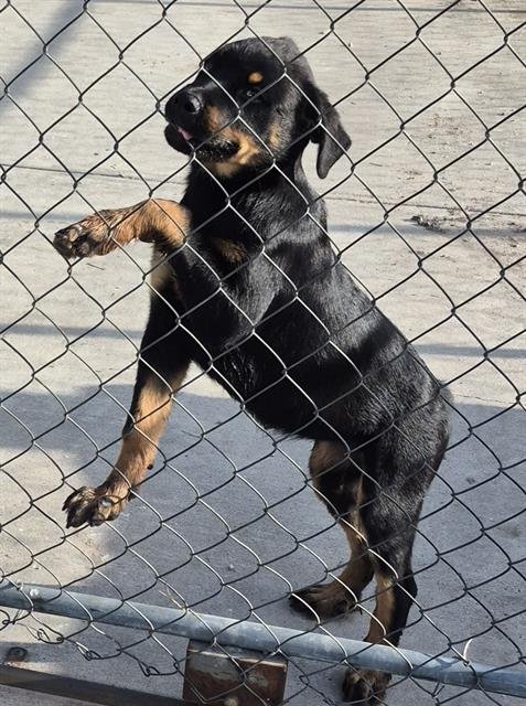 ALY - Rottweiler available for adoption