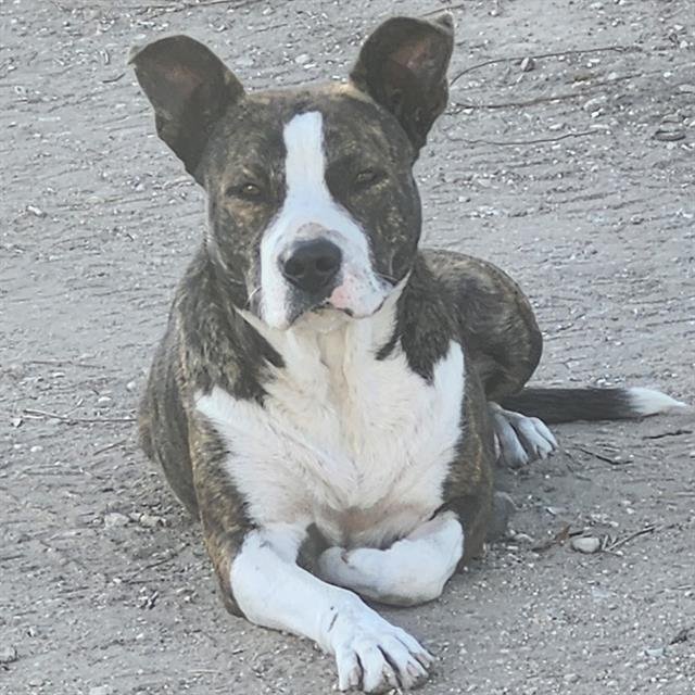 STELLA - American Staffordshire Terrier available for adoption