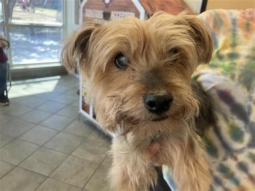 BAILEY - Yorkshire Terrier Yorkie available for adoption
