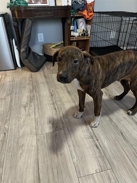 PINTO - American Staffordshire Terrier available for adoption