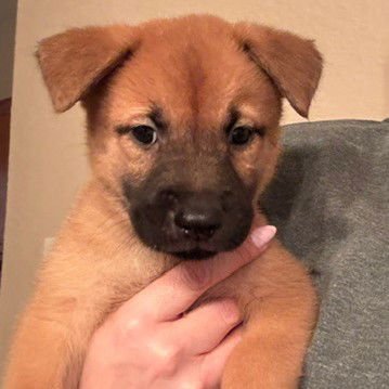 ALFRED - Chow Chow available for adoption